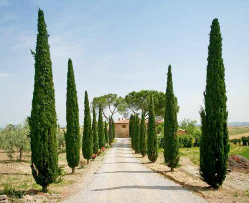 Cupressus sempervirens Χρήσεις: η μορφή του τονίζει την κατακόρυφη διάσταση και είναι άμεσα συνιφασμένη με το μεσογειακό