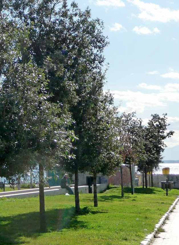 Quercus ilex Φύλλωμα: πυκνά σκουρά πράσινα φύλλα στο επάνω