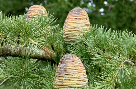 Cedrus deodara Φύλλωμα: μικρές, μυτερές βελόνες