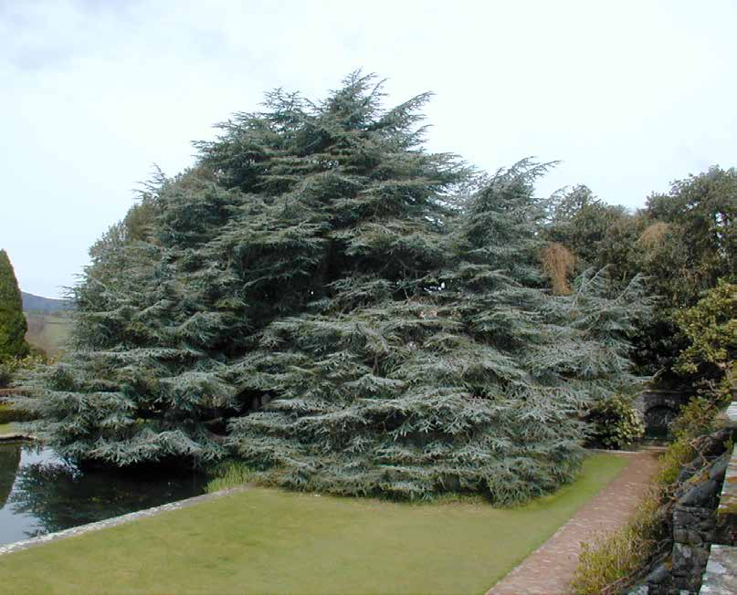 Cedrus atlantica Χρήσεις: χαρακτηριστικό γλαυκοπράσινο φύλλωμα που