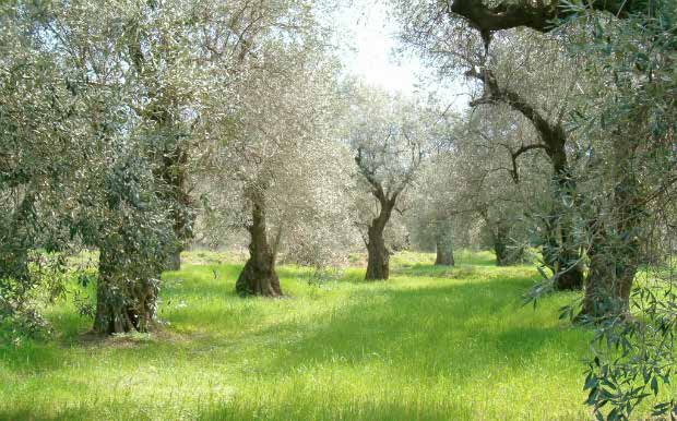 μεσογειακά οικοσυστήματα μεγάλη βιοποικιλότητα και μεγάλος βαθμός ενδημικότητας καταλαμβάνουν λιγότερο από το 5% της επιφάνειας της Γης, παρ όλα αυτά, περιλαμβάνουν περίπου το 20% της