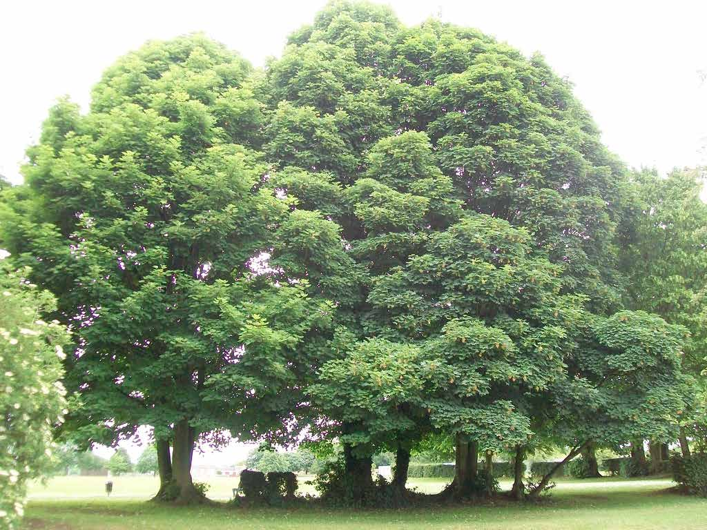 Acer pseudoplatanus Χρήσεις: κατάλληλο για δημιουργία πυκνής σκίας φυτεύεται μεμονωμένα