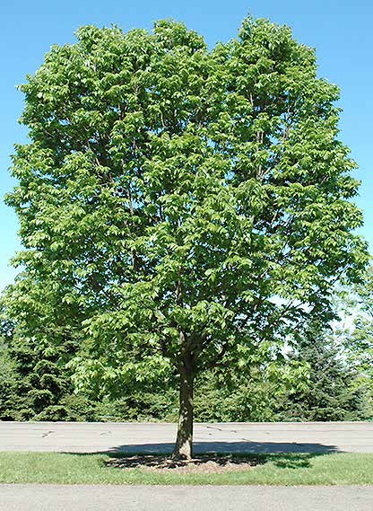 Celtis australis Κέλτις (μελικουκιά) φυλλοβό ύψος: 15-18m πλάτος κόμης: 8-10m σχήμα κομης: σφαιρικό συμπαγές Απαιτήσεις: