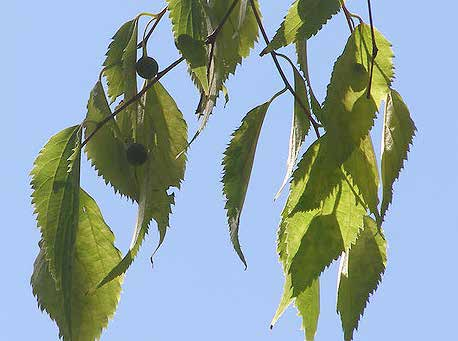 Celtis australis Φύλλωμα: ωοειδή λογχοειδή, εναλλασσόμενα