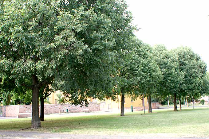 Celtis australis Χρήσεις: