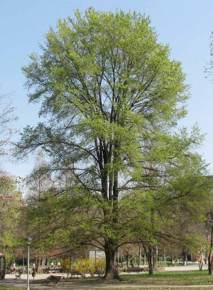 Ulmus campsetris Φτελιά πεδινή φυλλοβό ύψος: 20-25m πλάτος κόμης: 12-15m σχήμα κομης: πυραμιδοειδές αραιό Απαιτήσεις: κανονικές