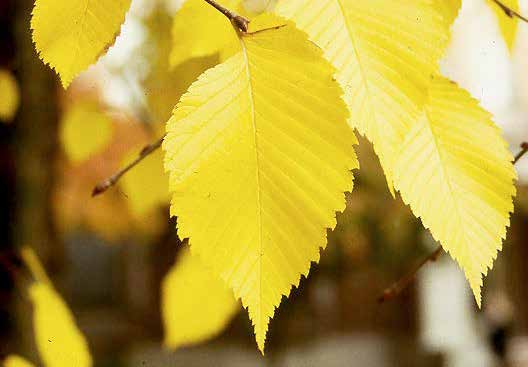 Ulmus campsetris Φύλλωμα: ωοειδή, οδοντωτά φύλλα σκούρου πράσινου χρώματος /