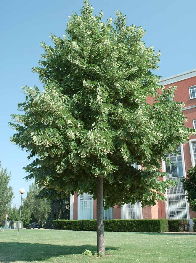 Tilia tomentosa Φιλύρα πιληματώδης (ασημοφλαμουριά) φυλλοβό ύψος: 15-20m πλάτος κόμης: 12m σχήμα κομης: σφαιρικό - ωοειδές Απαιτήσεις: