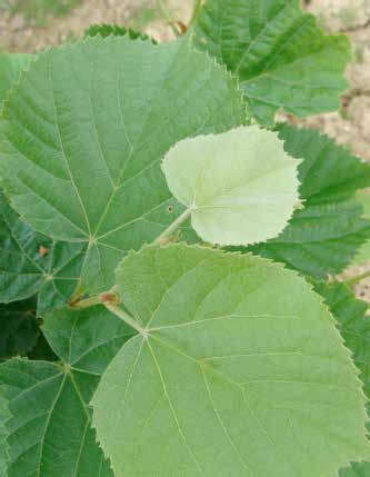 Tilia tomentosa Φύλλωμα - άνθη: πυκνά, καρδιόσχημα φύλλα / μέτρια