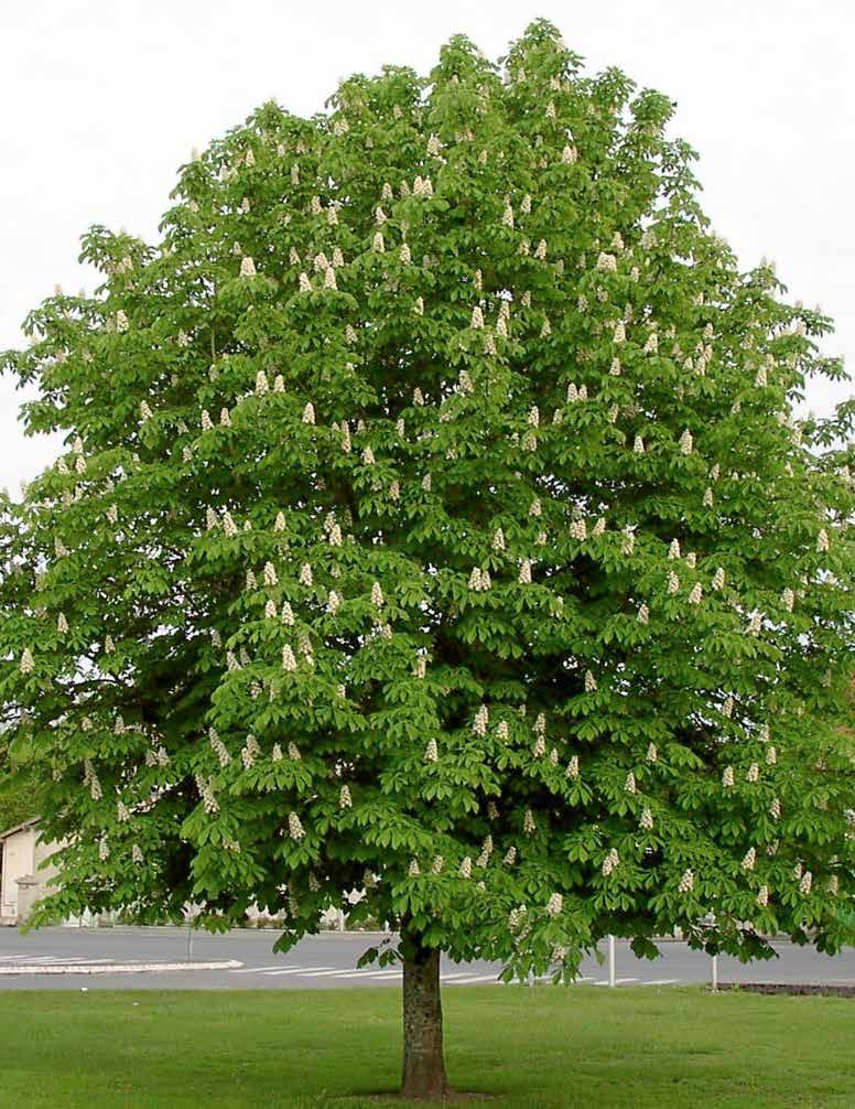 Aesculus hippocastanum Ιπποκαστανιά φυλλοβό ύψος: 15-20m πλάτος κόμης: 12-15m σχήμα κόμης: σφαιρικό - ωοειδές Απαιτήσεις: τακτικές αρδεύσεις /