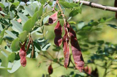 Robinia pseudoacacia Φύλλωμα - άνθη: σύνθετα, ανοιχτά πράσινα φύλλα / λεπτή, πτερωτή υφή