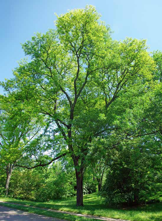 Gleditsia triacanthos Γλεδίσχια φυλλοβόλο ύψος: 15-18m πλάτος κόμης: 6-10m σχήμα κομης: ακανόνιστο ανοικτό Απαιτήσεις: περιορισμένες αρδεύσεις /