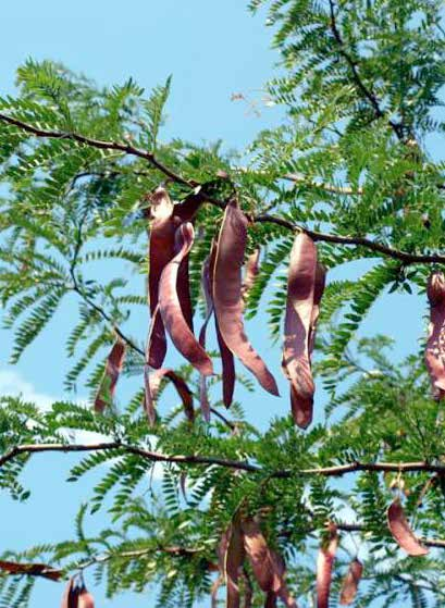 Gleditsia triacanthos Φύλλωμα: λαμπερά πράσινα, σύνθετα φύλλα /