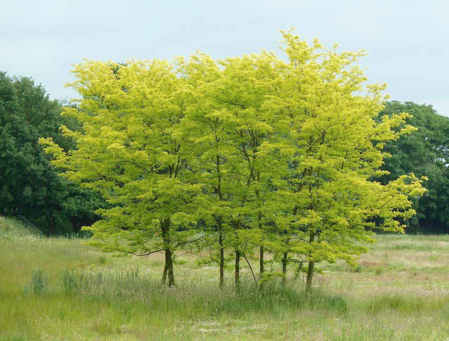 Gleditsia triacanthos Χρήσεις: φύλλωμα που σχηματίζει ελαφριά σκιά και πέφτει νωρίς το φθινόπωρο