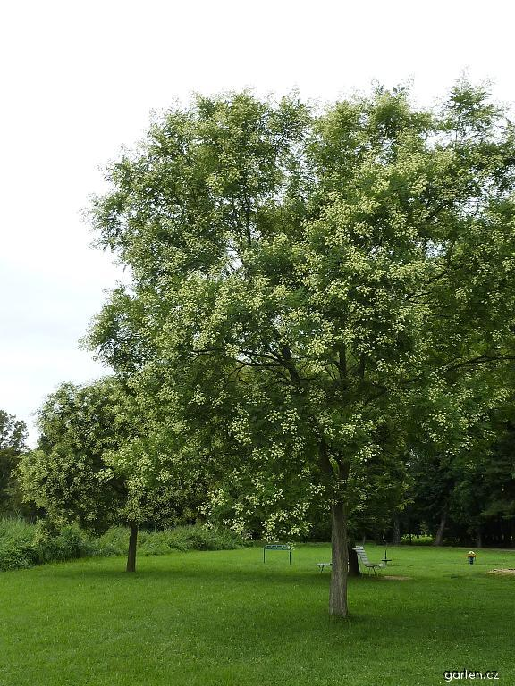 Sophora japonica Σοφόρα ιαπωνική φυλλοβόλο ύψος: 15-18m πλάτος κόμης: 10-12m σχήμα κομης: σφαιρικό Απαιτήσεις: κανονικές αρδεύσεις /