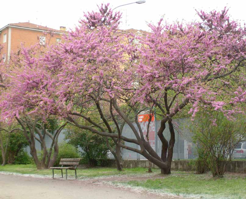 Cercis siliquastrum Χρήσεις: φυτεύεται μεμονωμένα ή σε ομάδες σε κήπους κατοικιών και σε πάρκα