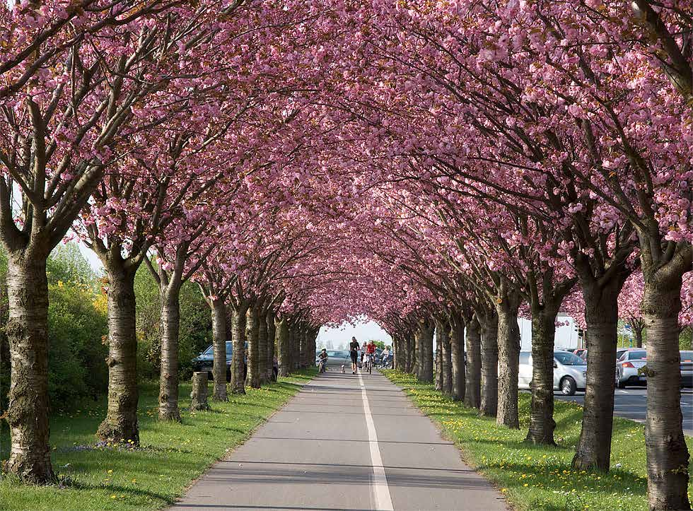 Prunus serrulata Χρήσεις: επιλέγεται για την έντονη ανθοφορία του φυτεύεται ανά ομάδες,