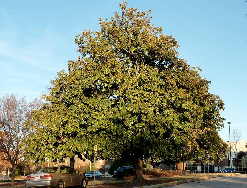 Magnolia grandiflora Χρήσεις: φυτεύεται μεμονωμένα σε πάρκα προκειμένου να