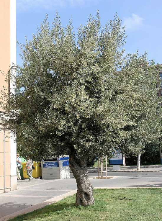 Olea europaea Ελιά *μη καρποφόρες ποικιλίες αειθαλές ύψος: 5-8m πλάτος κόμης: 4-7m σχήμα κομης: σφαιρικό ανοικτό Απαιτήσεις: περιορισμένες αρδεύσεις /