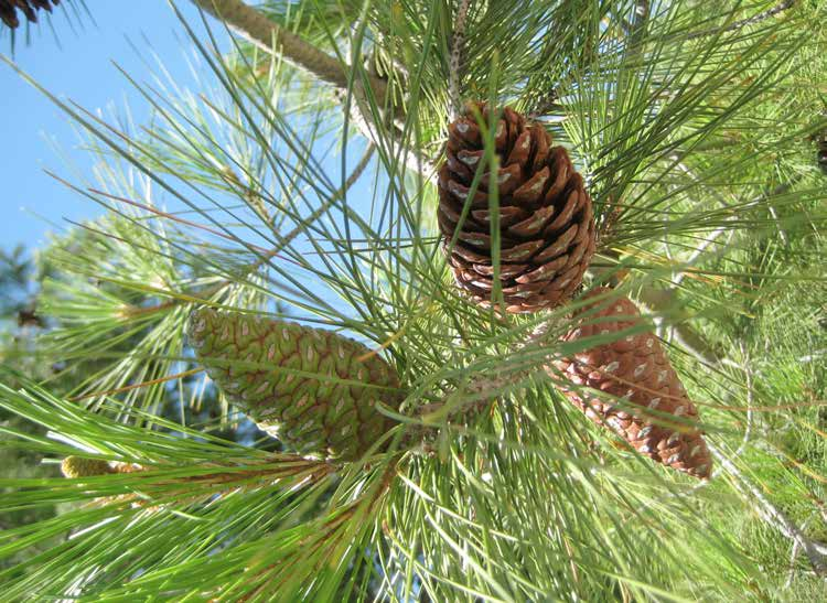 Pinus halepensis Φύλλωμα: μαλακές, λεπτές, ανοιχτές