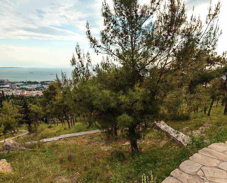 Pinus halepensis Χρήσεις: φυτεύεται σε συστάδες σε πάρκα δημιουργώντας μικρά άλση