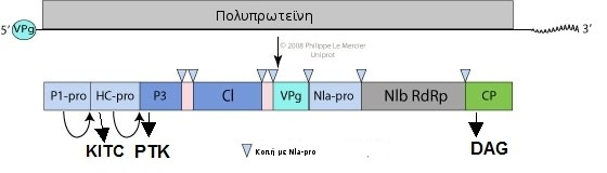 52 Η HC-Pro πρωτεΐνη περιλαμβάνει τουλάχιστον δύο λειτουργικές περιοχές που εμπλέκονται στη μετάδοση του ιού μέσω των αφίδων.