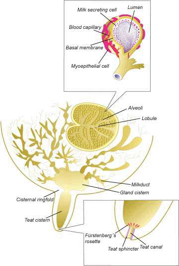 Ο μαστός (εξωκρινής αδένας) Αδενοκυψελίδες (σύνθεση γάλακτος) Γαλακτοφόροι πόροι Γαλακτοφόρος κόλπος (20-40% γάλακτος)