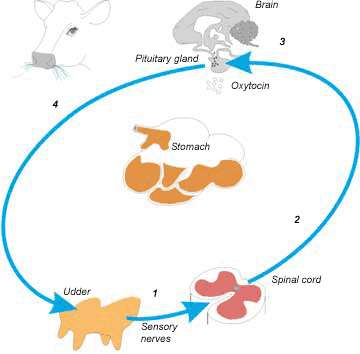 Το νευρο-ορμονικό αντανακλαστικό καθόδου του γάλακτος Με το ερέθισμα του θηλασμού κεντρομόλες νευρικές ώσεις, μέσω του αυτόνομου νευρικού συστήματος, προκαλούν την έκκριση ωκυτοκίνης από τον οπίσθιο