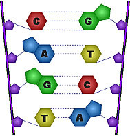 Εικόνα 2.1-Οι 4 βάσεις του DNA [http://biology.arizona.edu] Μια πολυνουκλεοτιδική αλυσίδα σχηµατίζεται από την ένωση νουκλεοτιδίων µε οµοιοπολικό δεσµό.