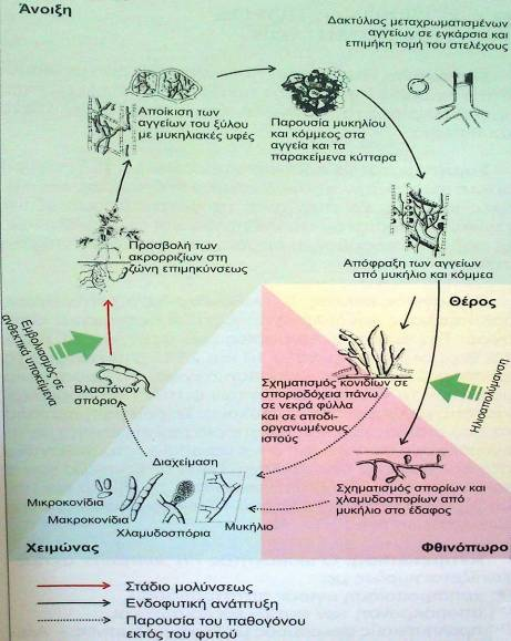 Αδροφουζαρίωση καρπουζιάς