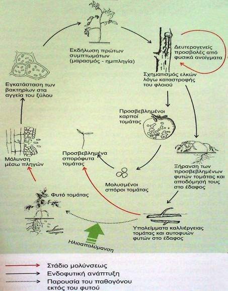 Βακτηριακό έλκος τομάτας (Clavibacter