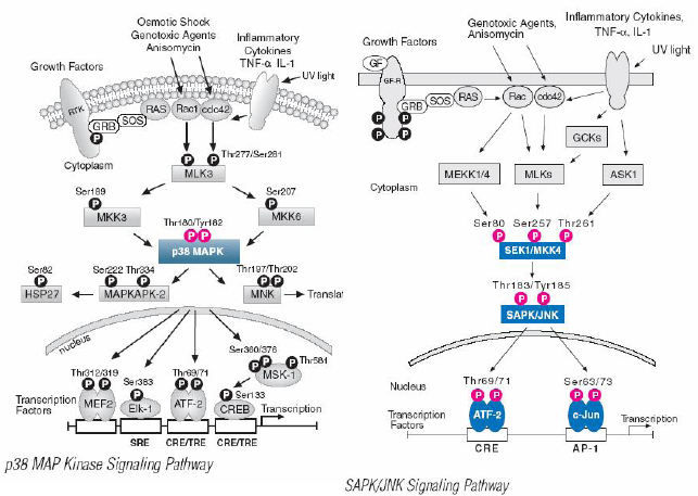 Εισαγωγή 25 άνθρωπο. Οι ERKs µεσολαβούν στην έκφραση των πρωτεϊνών AP-1 µέσω της φωσφορυλίωσης του Elk-1, ενός TCF παράγοντα, ο οποίος επάγει την έκφραση του γονιδίου c-fos (Karin et al.,1997).
