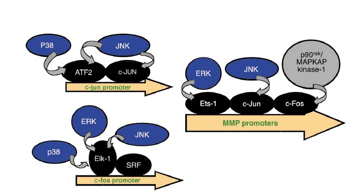 Εισαγωγή 27 µεταγραφικών παραγόντων Ets, κυρίως µέσω των ERK, αλλά και µε τη συνεργασία των JNK κινασών (O Hagan et al., 1996).