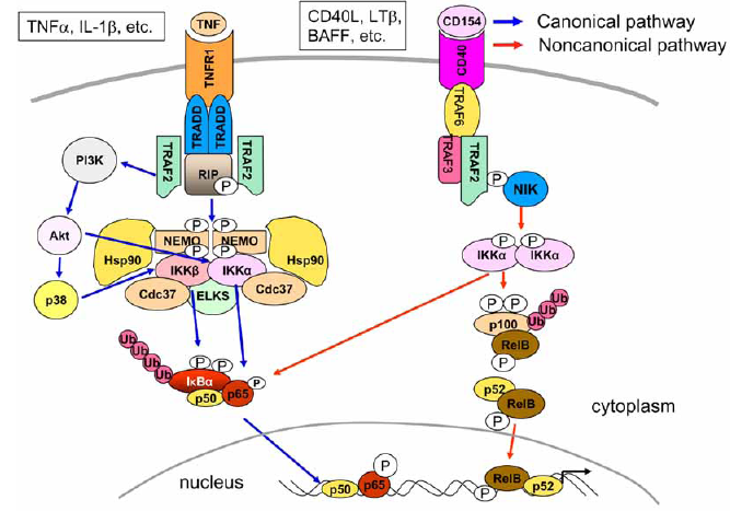 Εισαγωγή 38 Σχήµα 18 : Μονοπάτια ενεργοποίησης του NF-κB (Okamoto, 2006) Κατά το «µη κανονικό» µονοπάτι (Σχ.