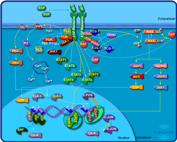 Εισαγωγή 50 et al., 2001), γεγονός που οδηγεί σε ενεργοποίηση της µεταγραφής των MMPs µέσω του AP-1. Σχήµα 28: Σηµατοδοτικά µονοπάτια του EGF (www.biocarta.com). 11.