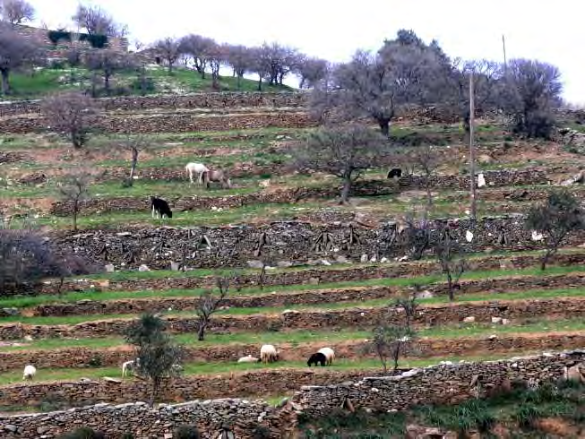 Κέα, Τήνο και Φολέγανδρο έχουν τις πιο εκτεταμένες.