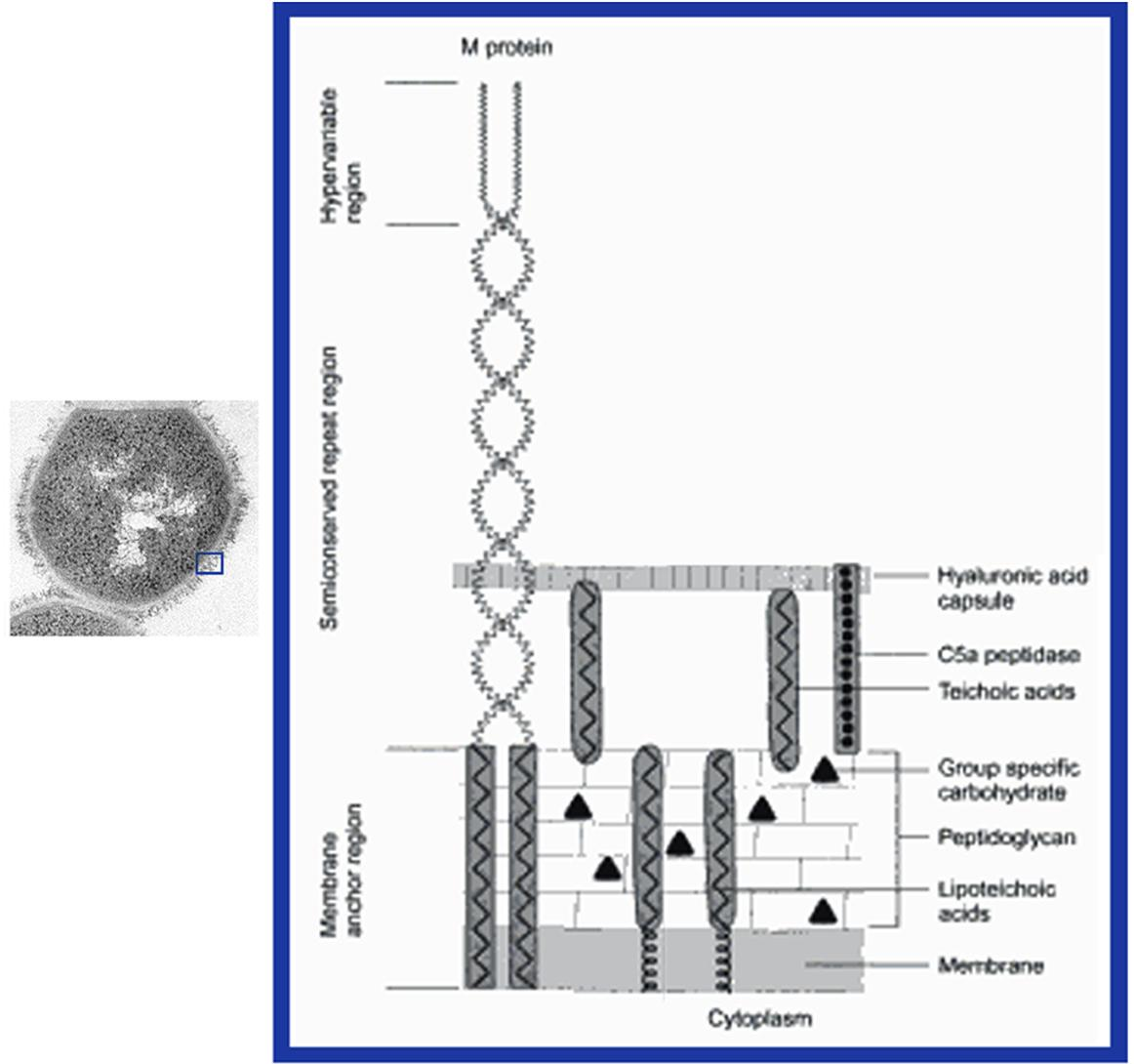 Streptococcus pyogenes (πυογόνος στρεπτόκοκκος) Β.