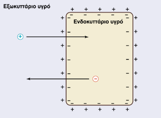 Επίδραση ηλεκτρικών δυνάμεων στην κίνηση των ιόντων Η κατεύθυνση και η ένταση της ροής ενός ιόντος μέσω της μεμβράνης δεν εξαρτάται μόνο από τη διαφορά συγκεντρώσεων