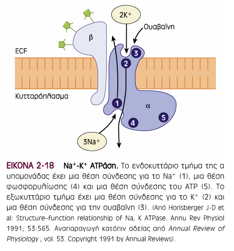 Ιοντικοί Δίαυλοι & Αντλίες Πηγή εικόνας: Ganong s Review of Medical