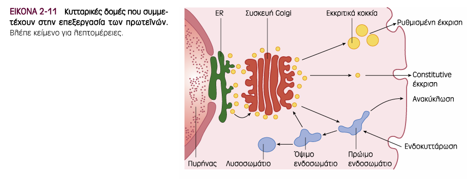 Εξωκυττάρωση - Ενδοκυττάρωση Πηγή εικόνας: Ganong s Review of Medical