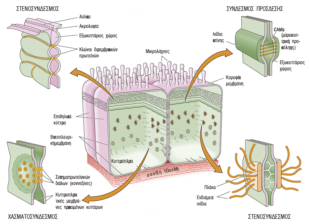 Επιθηλιακή μεταφορά Πηγή εικόνας:ιατρική Φυσιολογία: Κυτταρική και μοριακή
