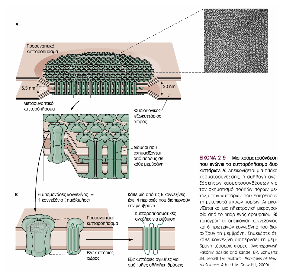 Συνδέσεις κυττάρων Πηγή εικόνας: Ganong s Review of Medical