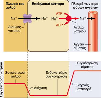 Επιθηλιακή μεταφορά νατρίου Πηγή εικόνας: Φυσιολογία του Ανθρώπου.