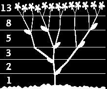 Η διακλάδωση των φυτών εμφανίζει τους αριθμούς Fibonacci.