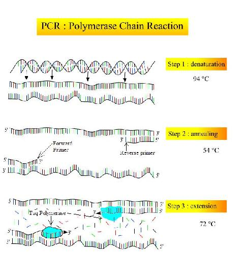 Η PCR πραγματοποιείται σε τρία κύρια βήματα τα οποία επαναλαμβάνονται 3040 φορές και εκτελείται σε αυτοματοποιημένο θερμικό κυκλοποιητή, ο οποίος μπορεί να θερμαίνει και να ψύχει τα δοκιμαστικά