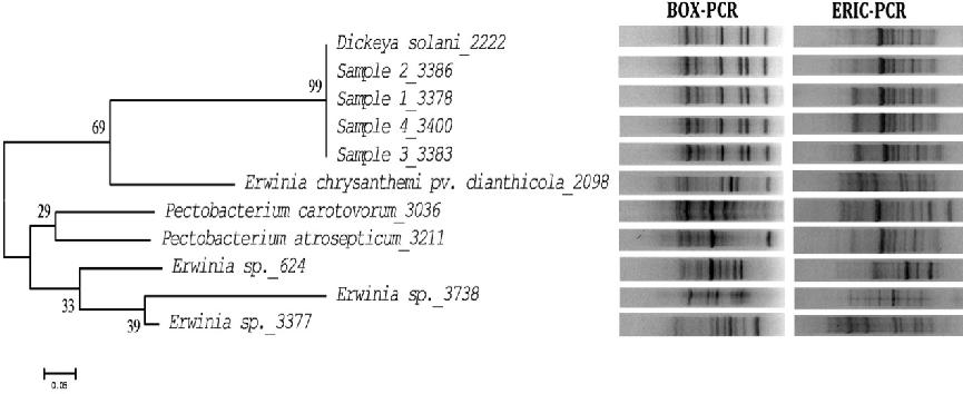 Εικόνα 5. Δενδρόγραμμα με βάση τα αποτελέσματα των BOX και ERIC-PCR, που παρουσιάζει την ομαδοποίηση των φυτοπαθογόνων βακτηριακών στελεχών που χρησιμοποιήθηκαν. 3.1.