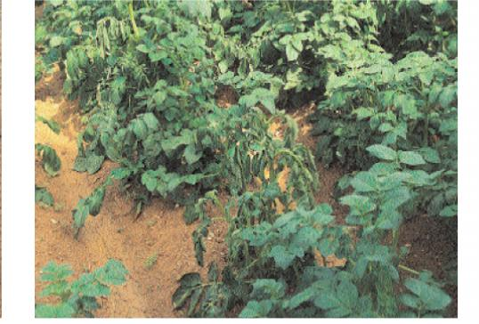 6.2 Φωτογραφικό υλικό Εικόνα 9. Σήψη εντεριώνης σε στέλεχος πατάτας οφειλόμενη σε προσβολή από το βακτήριο Erwinia chrysanthemi Εικόνα 11.