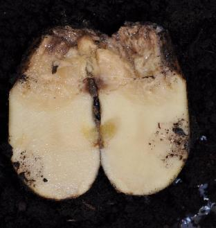 Εικόνα 25. Μεταφυτρωτική σήψη στελεχών πατάτας από τεχνητές μολύνσεις με στελέχη του βακτηρίου Dickeya solani Εικόνα 26.