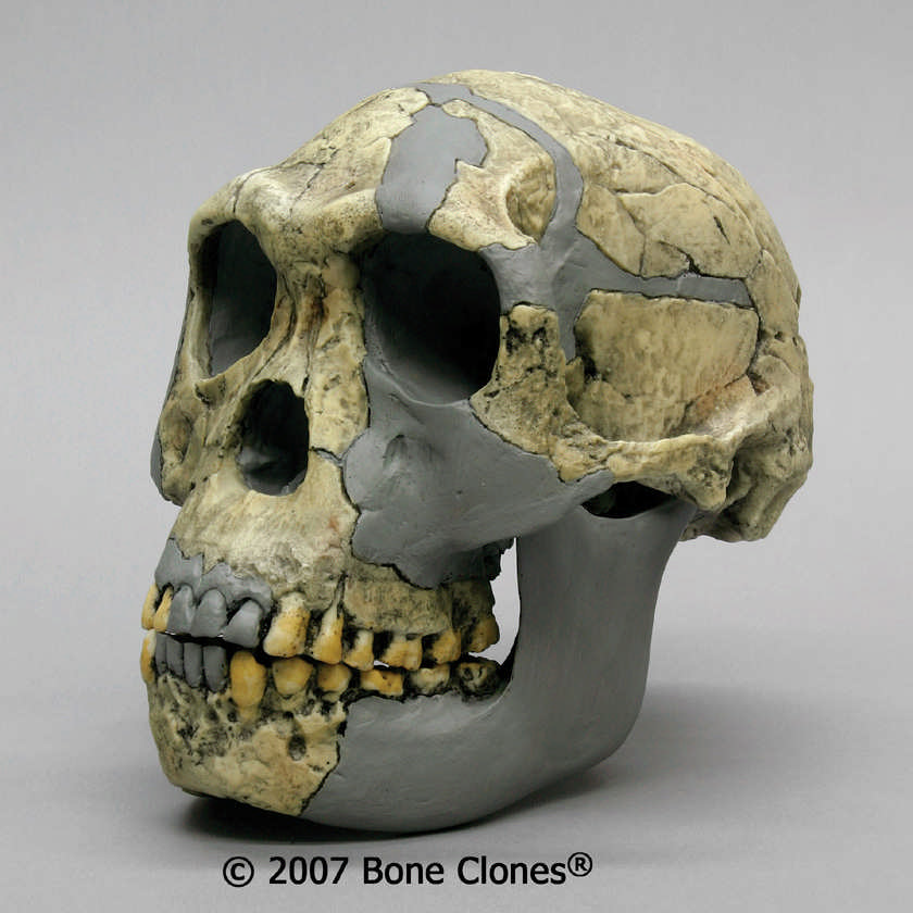 HOMO HABILIS HOMO GAUTENGENSIS HOMO RUDOLFENSIS Αδαμοπούλου Μαρίνα
