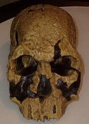 ΕΙΣΑΓΩΓΗ Ο homo habilis, o homo rudolfensis και o homo gautengensis είναι οι πρώτοι, γνωστοί σε εμάς, εκπρόσωποι του είδους homo.